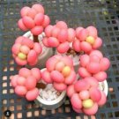 Rosa Berenjena semillas de flores semillas para sembrar popular en el jardín variedad tradicional y sin organismos modificados genéticamente semillas para el jardín doméstico