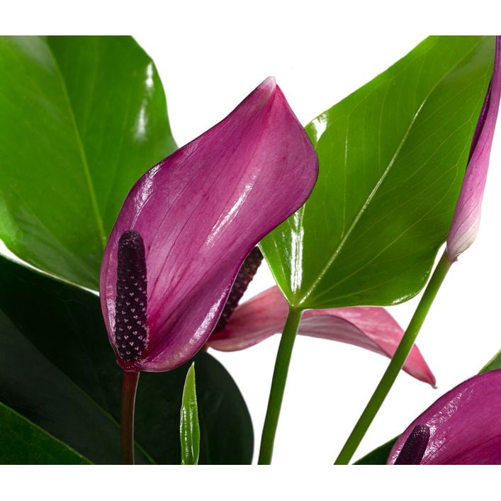Graines d’anthurium violet à semer, floraison durable et saisonnière, variété traditionnelle et sans OGM, graines pour jardin familial