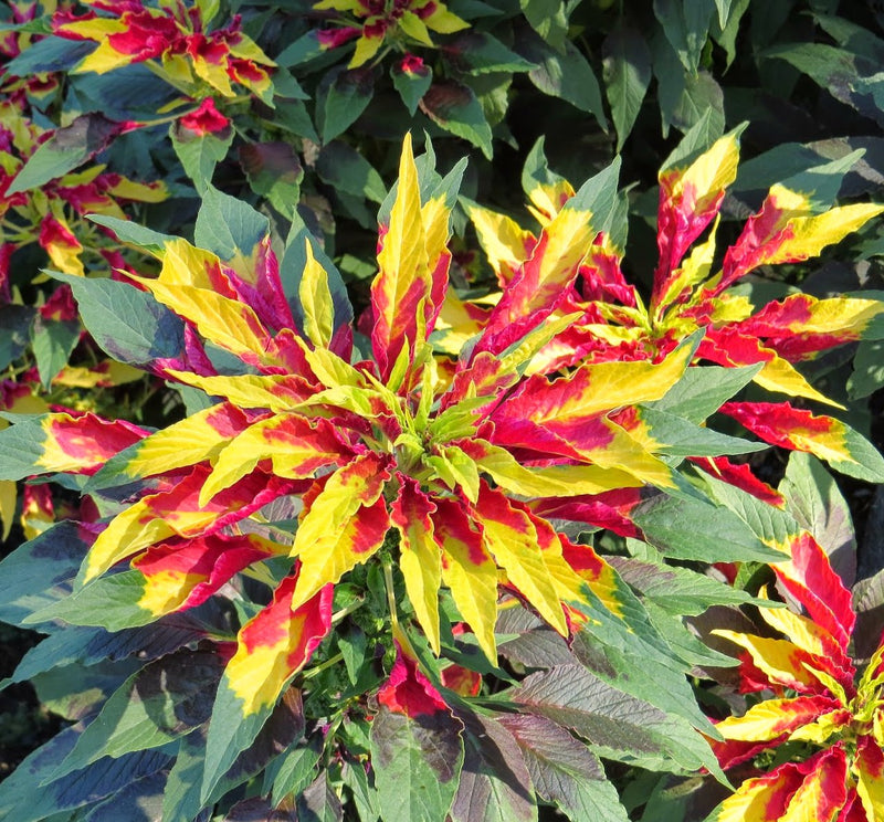 Rot Gelb Weihnachtsstern Blumensamen zur Aussaat – hochwertige Qualitäts- – Traditionssorte & ohne Gentechnik Samen Hausgarten