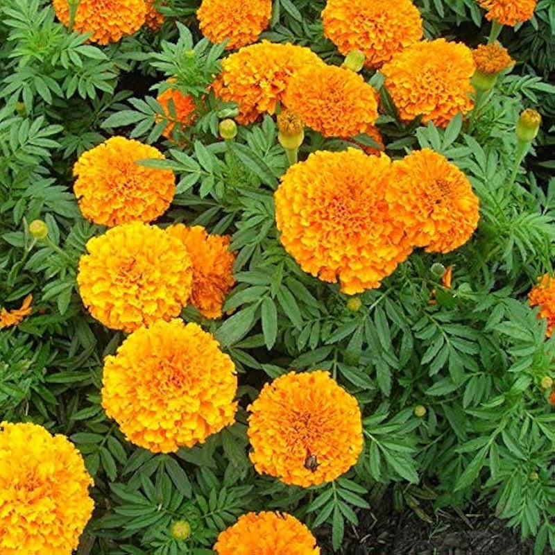 Marigold tagetes erecta samen for anpflanzung in vegetable garten