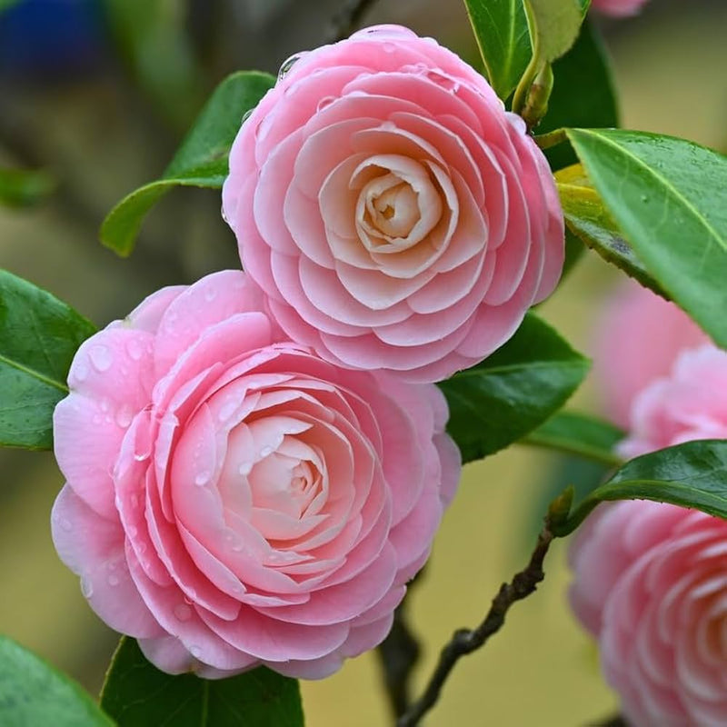 Variedad tradicional de camelia, semillas de flores para sembrar, popular como flor de corte, variedad tradicional y sin ingeniería genética, semillas para el jardín doméstico