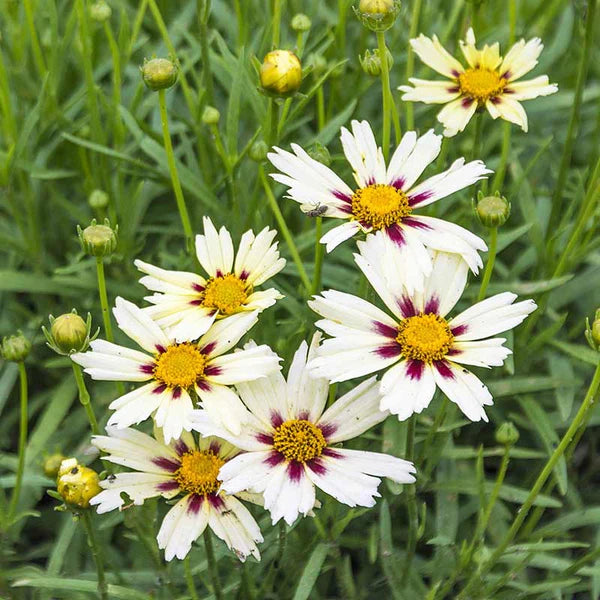 Siembra de semillas de coreopsis blanca