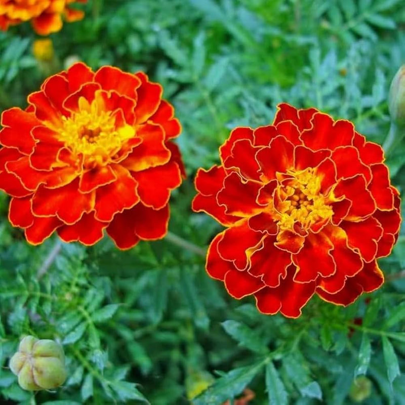 Rot blume topf blume samen for anpflanzung - vibrant colors, heirloom & gmo free samen for home garten
sale samen for home garten