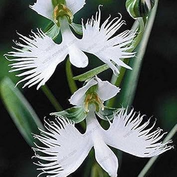 Weiß egret orchid blume samen for anpflanzung - hardy variety, heirloom & gmo free samen for home garten
sale samen for anpflanzung in home garten