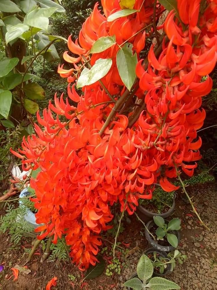 Rote Jadewein-Blumensamen (Mucuna bennettii) zur Aussaat – bestäuberfreundlich – Traditionssorte & gentechnikfrei, Samen für den Hausgarten
