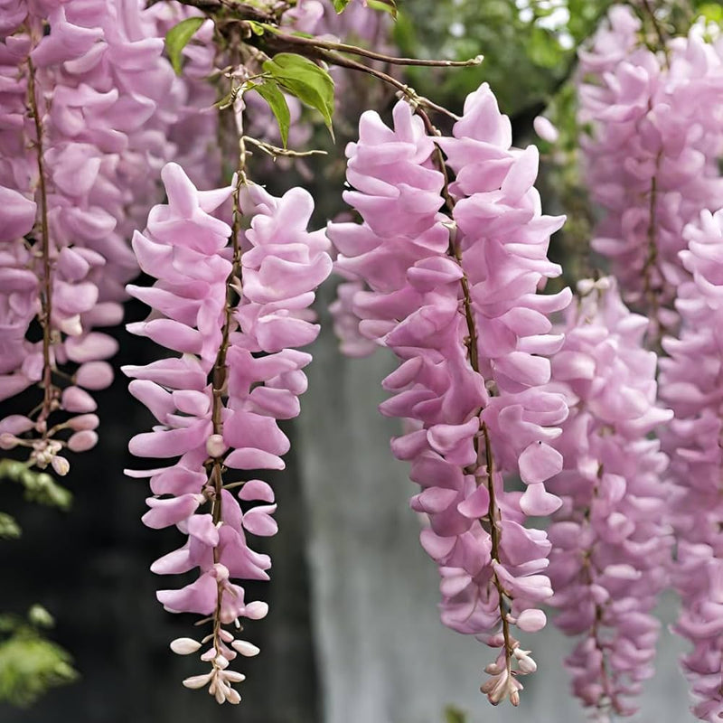 Rosa wisteria blume samen for anpflanzung - bright blooms, heirloom & gmo free samen for home garten
sale for anpflanzung in home garten.