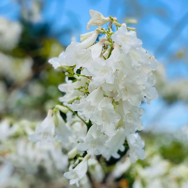 Semillas de flores de jacaranda blancas para sembrar, favorables para los polinizadores, variedad tradicional y sin ingeniería genética, semillas para el huerto doméstico