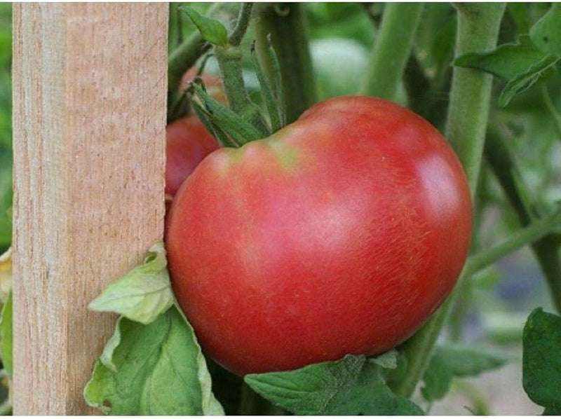 Red rose tomato solanum lycopersicum für aussaat in home garten