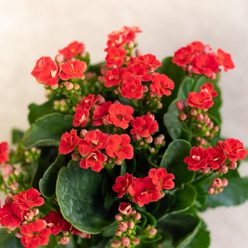 Rot kalanchoe humilis blume samen for anpflanzung - low maintenance, heirloom & gmo free samen for home garten
sale for anpflanzung in home garten.