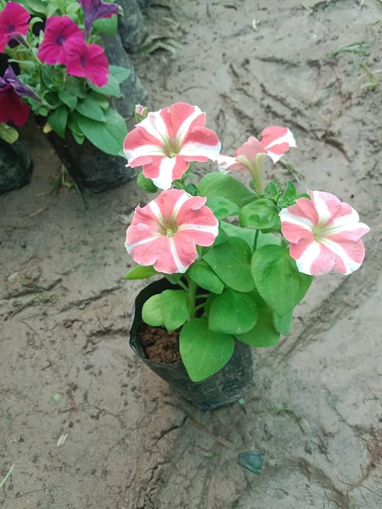 Mixed petunia petunia hybrida samen for anpflanzung in window garten