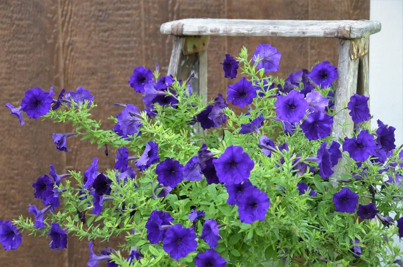 Logro floribunda blau petunia blume samen for vibrant blooms