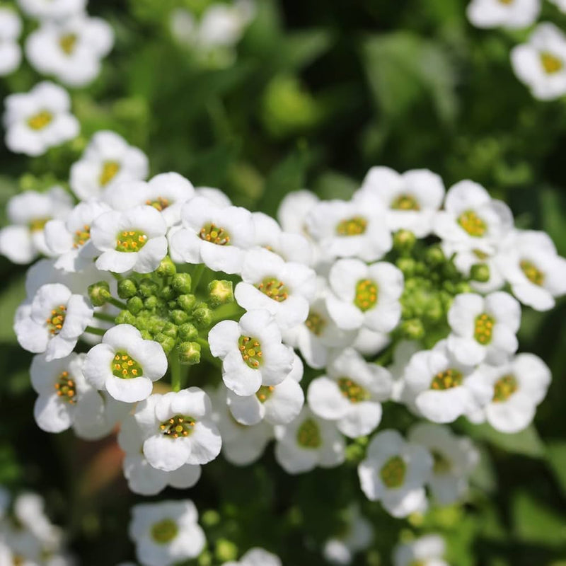 Variedad tradicional de Weiß bonnet, semillas de flores para siembra, flores de colores brillantes, variedad tradicional y sin transgénicos, semillas para el jardín doméstico