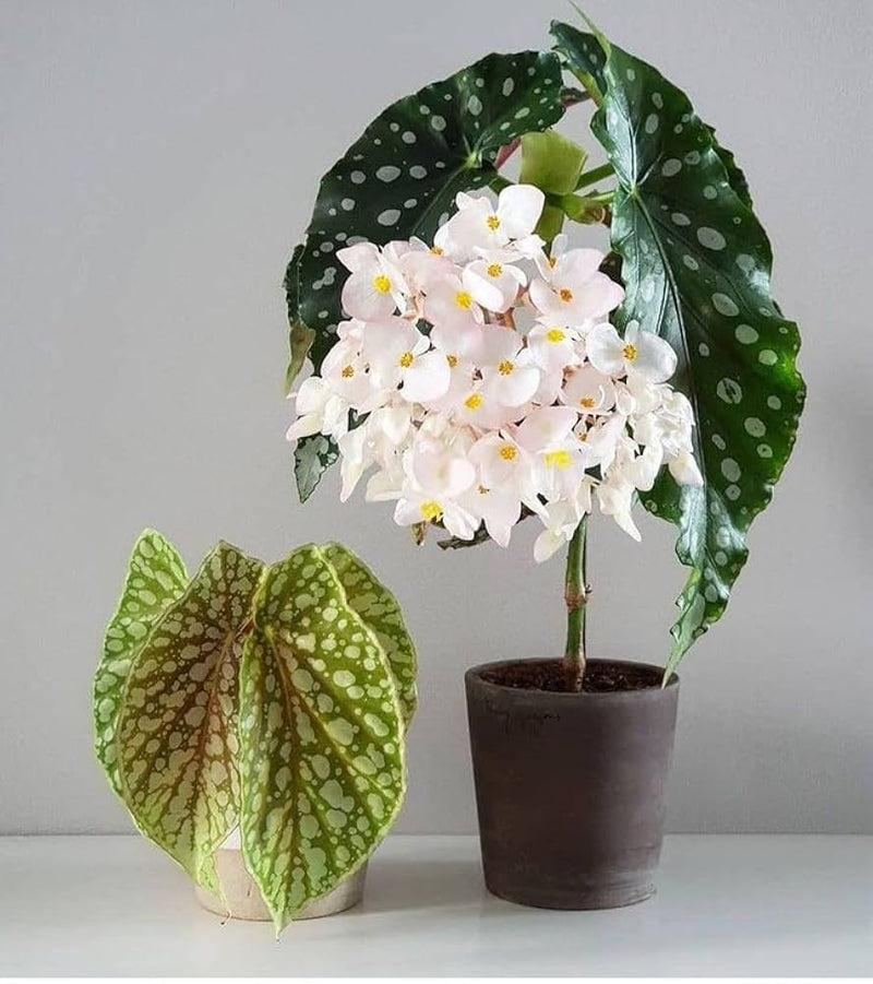 Graines de fleurs de bégonia maculata à semer, pour la culture des plants, variété traditionnelle et sans OGM, graines pour le jardin potager