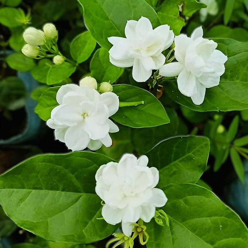 Jazminoides, semillas de flores para siembra, variedad tradicional de alta calidad y sin ingeniería genética, semillas para jardín doméstico