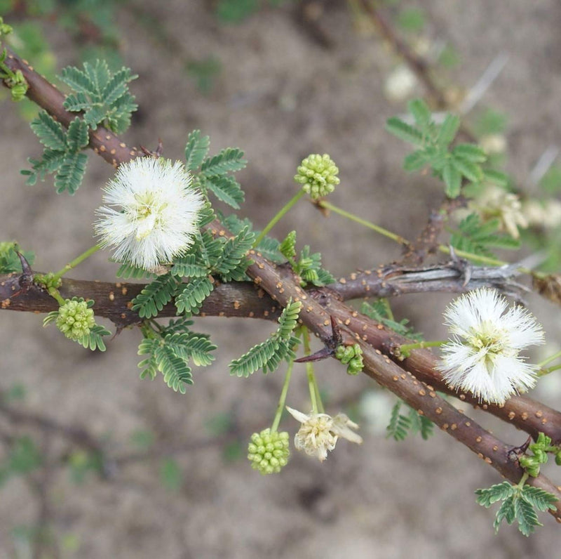 Acacia blanca perenne, semillas de flores para sembrar, favorable para los polinizadores, variedad tradicional y sin transgénicos, semillas para el jardín doméstico