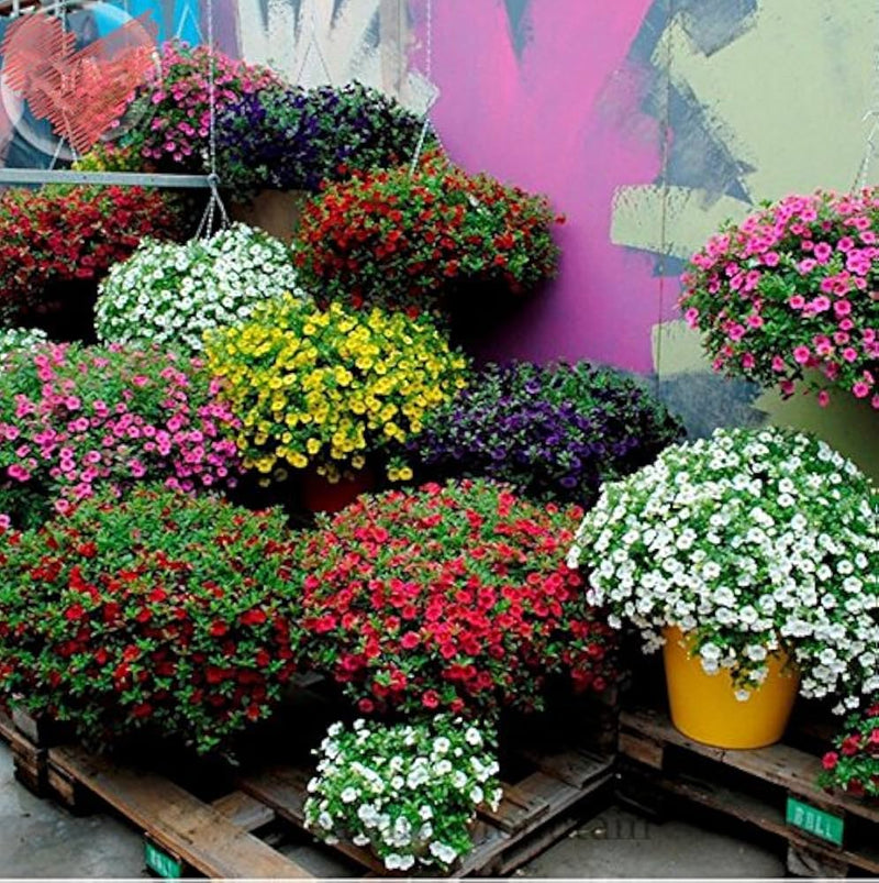 Petunia hybrida balcony blumen samen