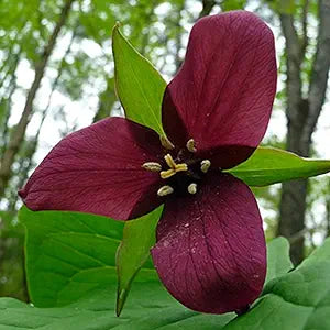 Trillium trillium spp for anpflanzung in blume bed