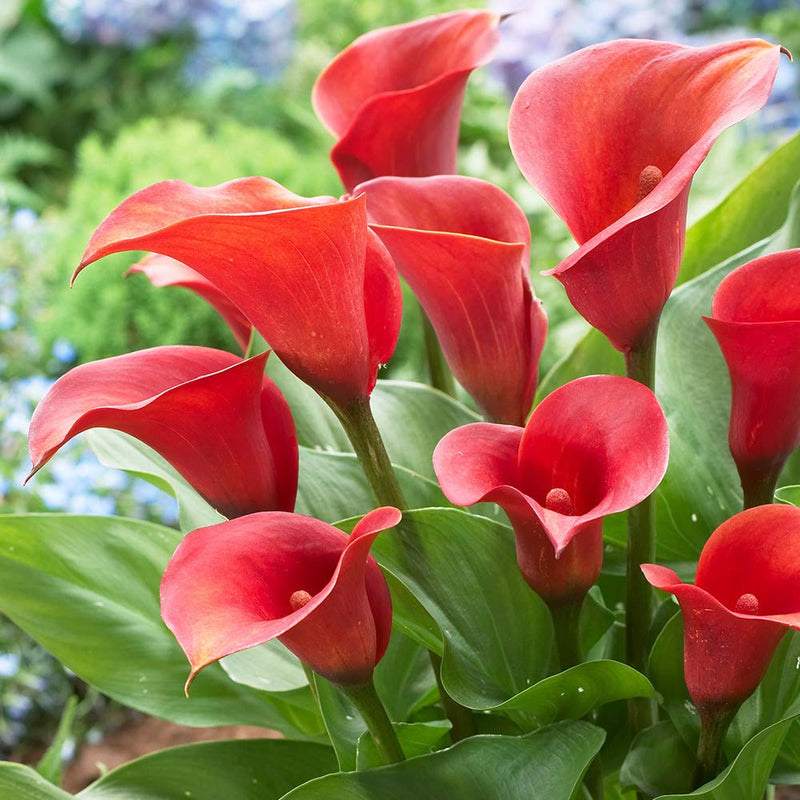 Semillas de Zantedeschia aethiopica para sembrar, flores fragantes, variedad tradicional y sin modificación genética, semillas para huerto doméstico