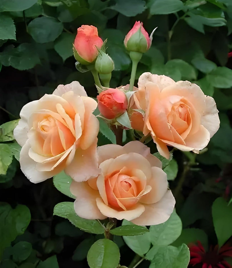 Graines de rosier grimpant couleur pêche à semer – floraison continue saisonnière – variété traditionnelle et sans OGM, graines pour jardin familial