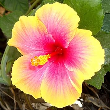 Rosa gelb hibiscus blume samen for anpflanzung - shade tolerant, heirloom & gmo free samen for home garten
sale samen for anpflanzung in home garten