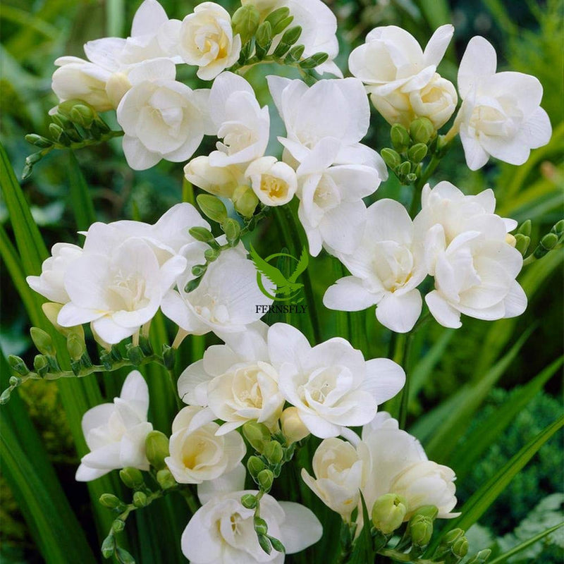 Weiß freesia indoor blume samen