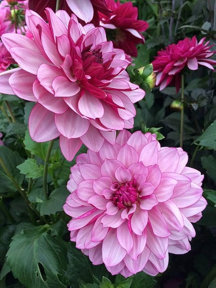 Rose pâle Two Dahlia Graines de fleurs à semer, idéales pour les bordures, variété traditionnelle et sans OGM, graines pour jardin familial
