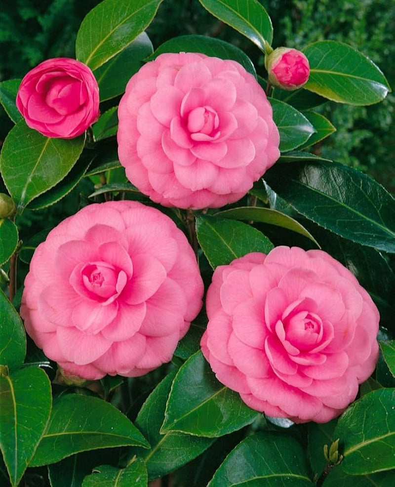 Graines de camélia d’impatiens rose tendre à semer – indispensable au jardin de campagne – variété traditionnelle et graines sans OGM pour jardin familial