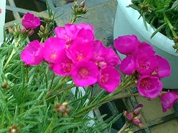 Rosa calandrinia umbellata blume samen for anpflanzung cut blume favorite heirloom & gmo free samen for home garten
sale for anpflanzung in home garten