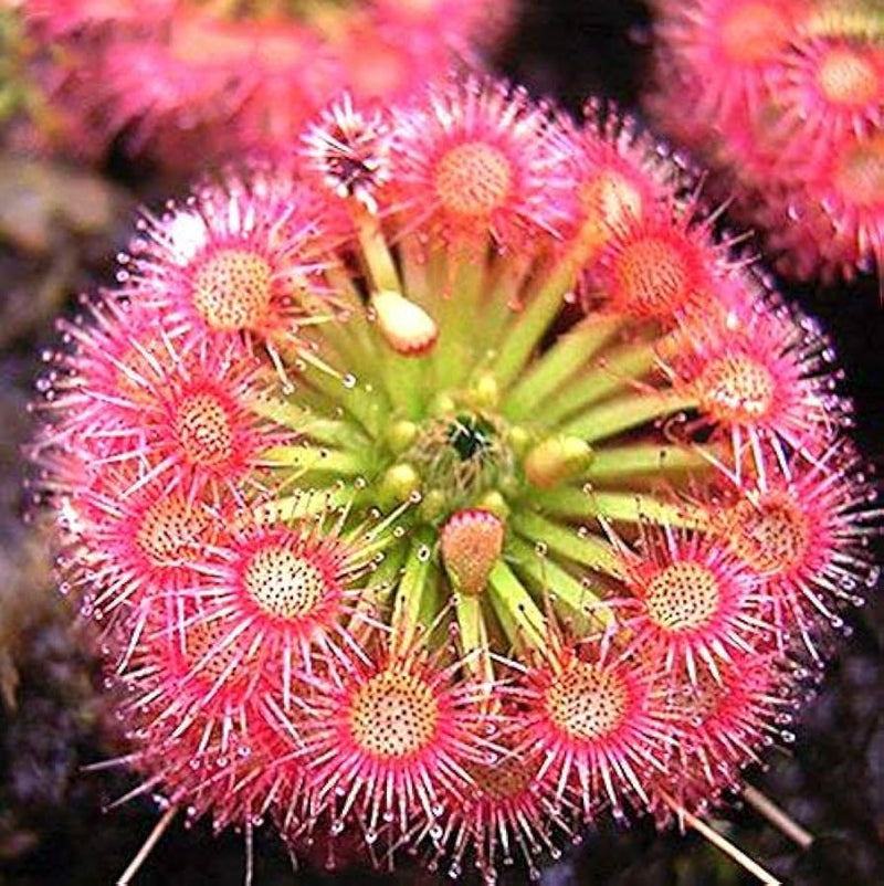 Graines de droséras rose tendre à semer, idéales pour les bordures, variété traditionnelle et sans OGM, graines pour jardin familial