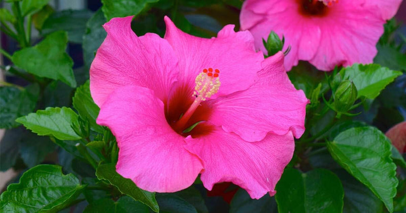 Rosa hibiscus blume samen for anpflanzung cottage garten essential heirloom & gmo free samen for home garten
sale for anpflanzung in home garten