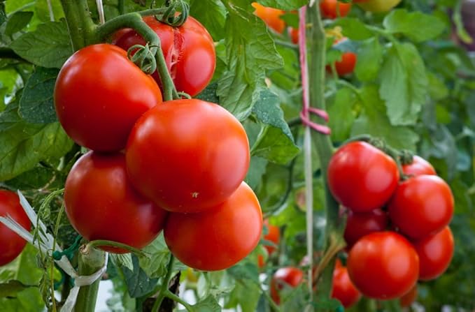 Semillas de verdura tradicional Pomodoro «Homestead» para tomates jugosos