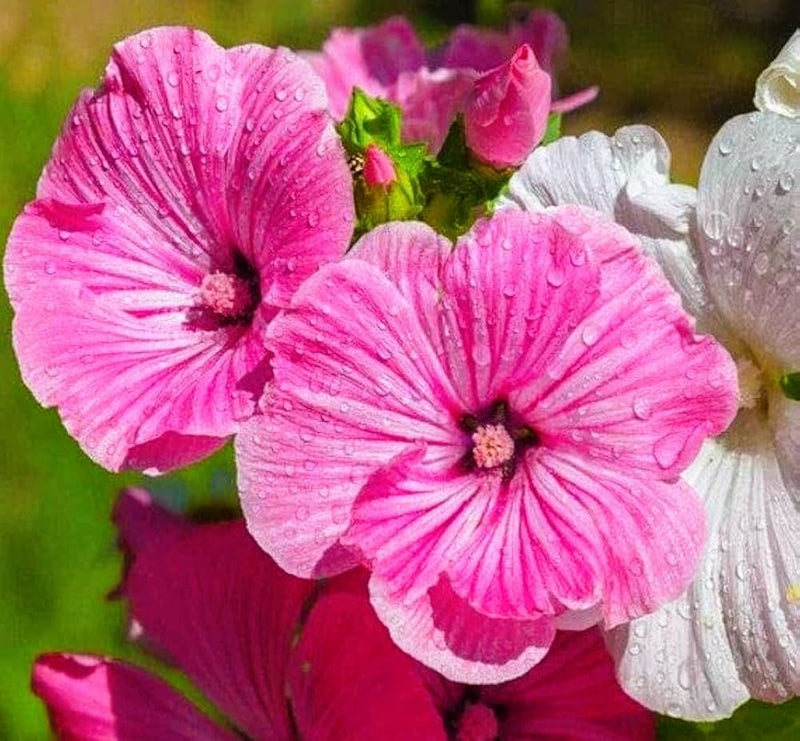 Lavatera blanca y rosa, semillas de flores para siembra, flores abundantes; ideales para jardines elegantes y zonas ornamentales