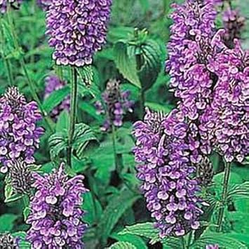 Violet catmint blume samen for anpflanzung - pollinator friendly, heirloom & gmo free samen for home garten
sale samen for anpflanzung in home garten