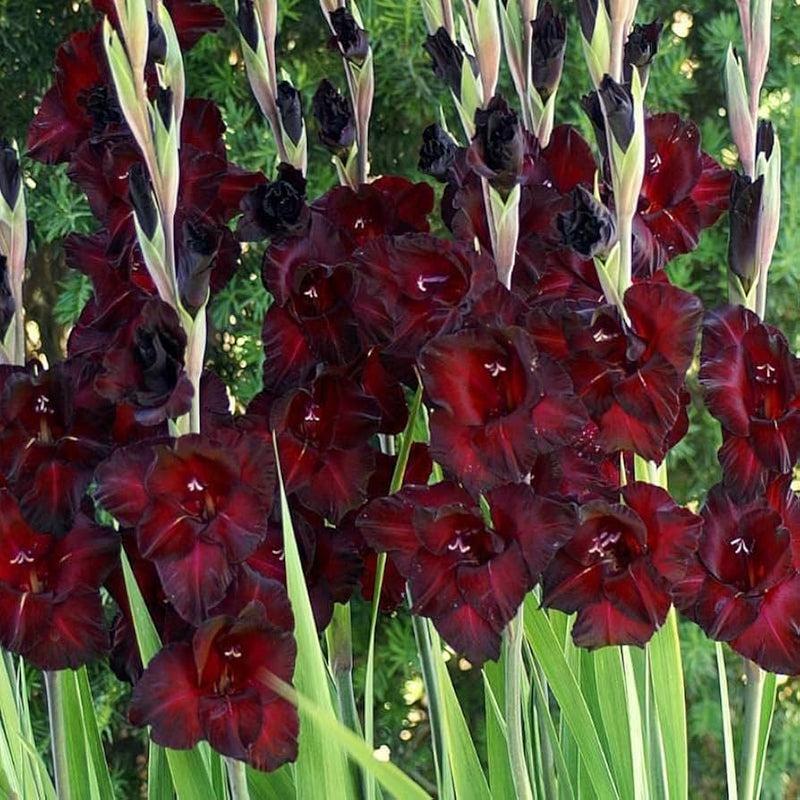 Semillas de gladiolo rojas y negras para sembrar, variedad tradicional sin OMG, germinación ecológica, semillas para jardín