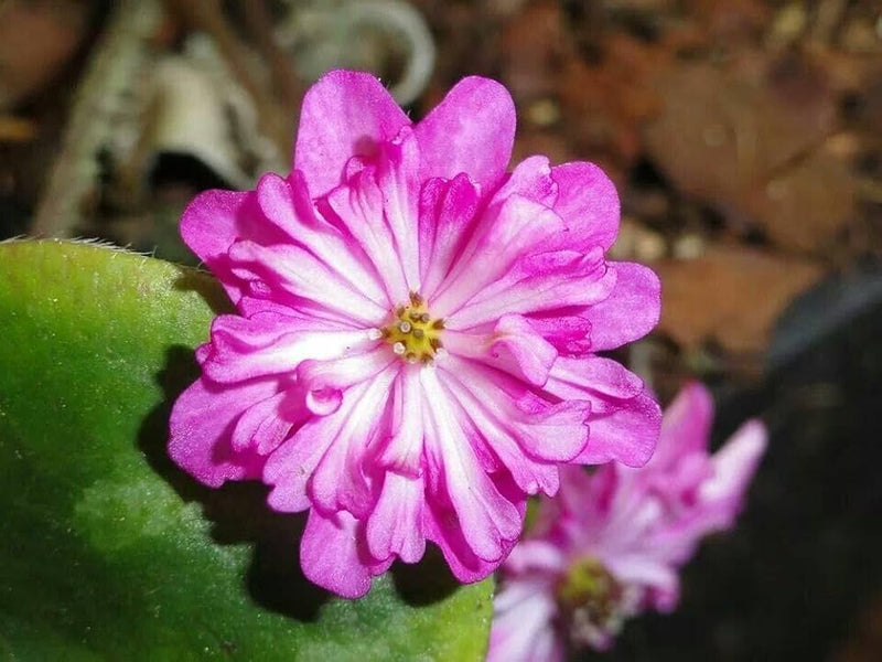 Semillas alpinas para siembra, mezcla alpina de tierras altas para jardín de rocas