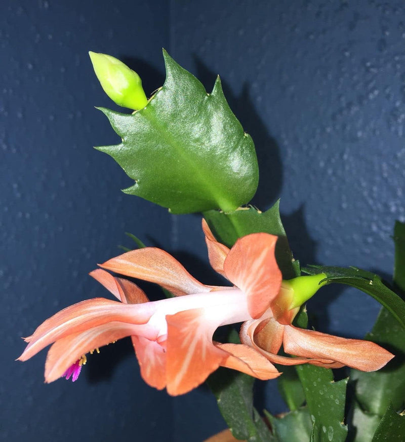 Schlumbergera peach blume samen for anpflanzung - shade tolerant, heirloom & gmo free samen for home garten
sale for anpflanzung in home garten.