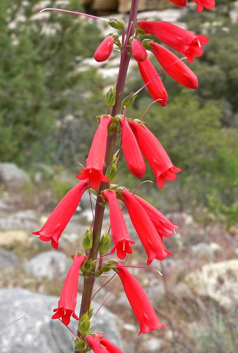 Heirloom penstemon eatonii blume samen for anpflanzung perfect for borders heirloom & gmo free samen for home garten
sale for anpflanzung in home garten