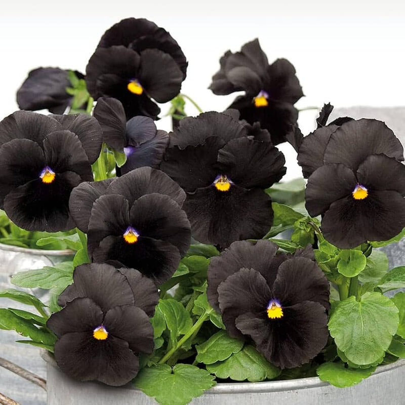 Schwarz pansy halloween blume samen for unique garten decoration