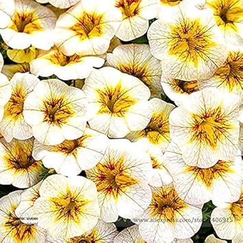 Weiß gelb frostfire blume samen for anpflanzung - hardy variety, heirloom & gmo free samen for home garten
sale for anpflanzung in home garten.