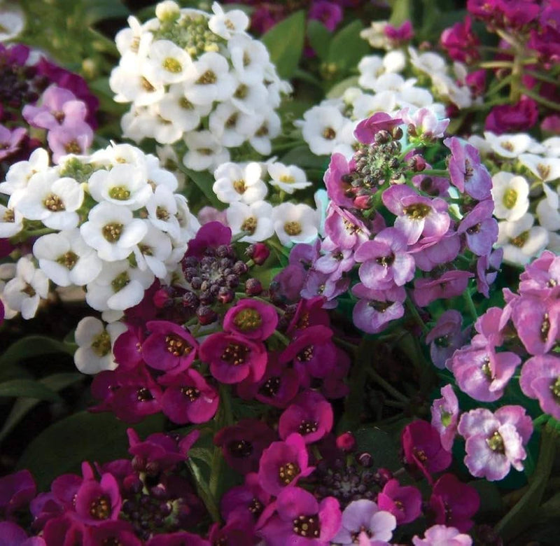 Alyssum cup series mix blume samen for spring anpflanzung