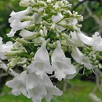 Blanco jacarandá semillas de flores para sembrar de alta calidad variedad tradicional y sin ingeniería genética semillas para el jardín doméstico