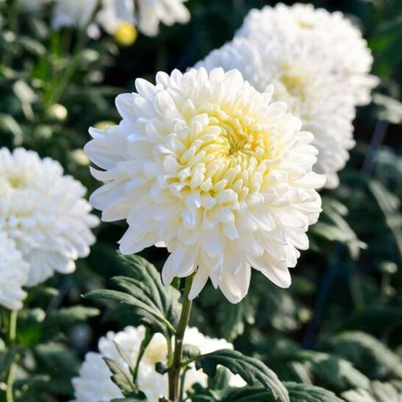 Semillas de flores de crisantemo blanco para sembrar – amante del sol – variedad tradicional y sin ingeniería genética, semillas para el jardín doméstico