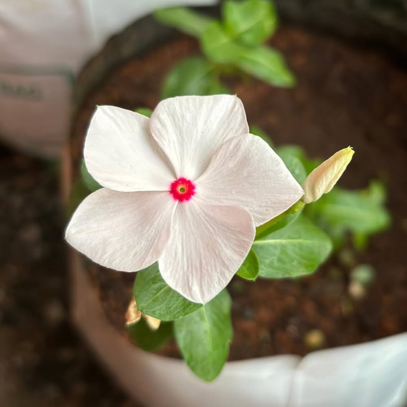 Blanco Bígaro semillas de flores para siembra – ideales para parterres – variedad tradicional y semillas sin transgénicos para el jardín doméstico