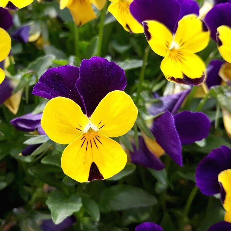 Violet gelb pansy blume samen for anpflanzung - bright blooms, heirloom & gmo free samen for home garten
sale for anpflanzung in home garten.