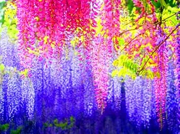 Rosa blau wisteria blume samen for anpflanzung vibrant colors heirloom & gmo free samen for home garten
sale samen for home garten anpflanzung