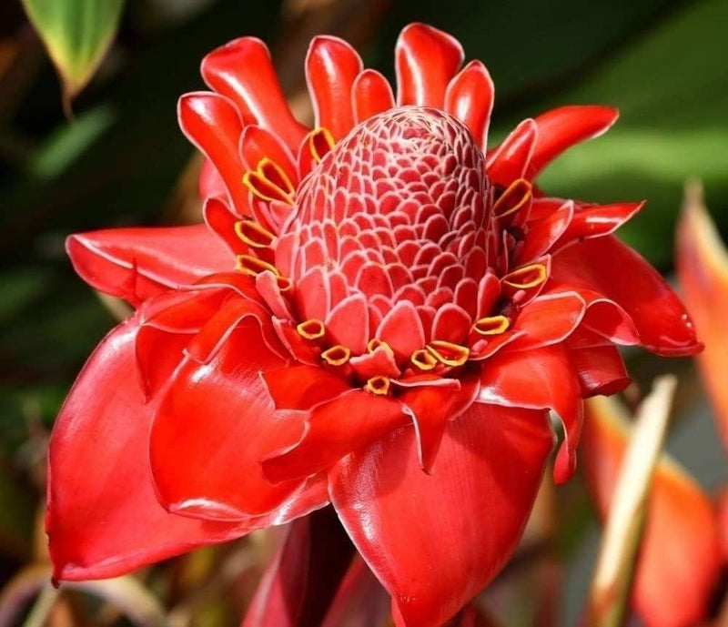Semillas de flores de jengibre antorcha rosa para siembra – exposición colorida – variedad tradicional y semillas sin ingeniería genética para el jardín doméstico