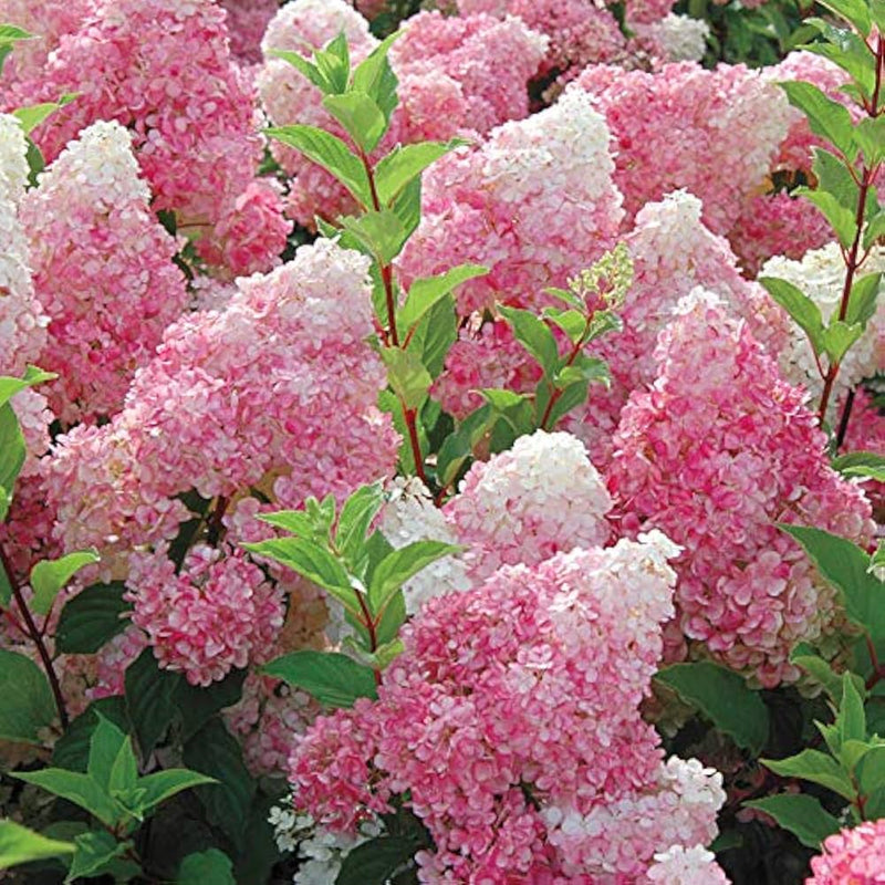 Vanilla strawberry hydrangea hydrangea macrophylla for anpflanzung in garten