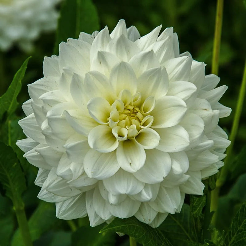 Semillas de dalia Swan blanca para sembrar – cultivo desde semilla – variedad tradicional y semillas sin ingeniería genética para el jardín doméstico