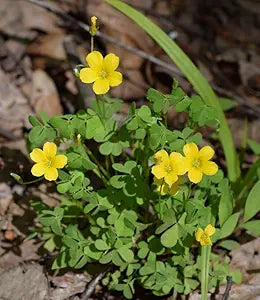 Oxalis laciniata oxalis spp for anpflanzung in blume bed