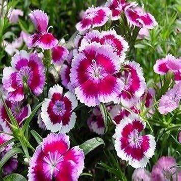 Weiß rosa dianthus barbatus blume samen for anpflanzung seasonal bloomer heirloom & gmo free samen for home garten
sale samen for home garten anpflanzung